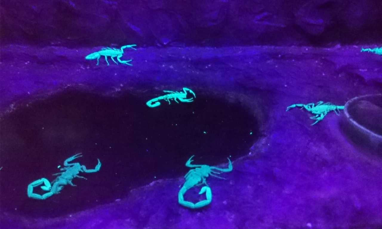 scorpions reflect untra violet light