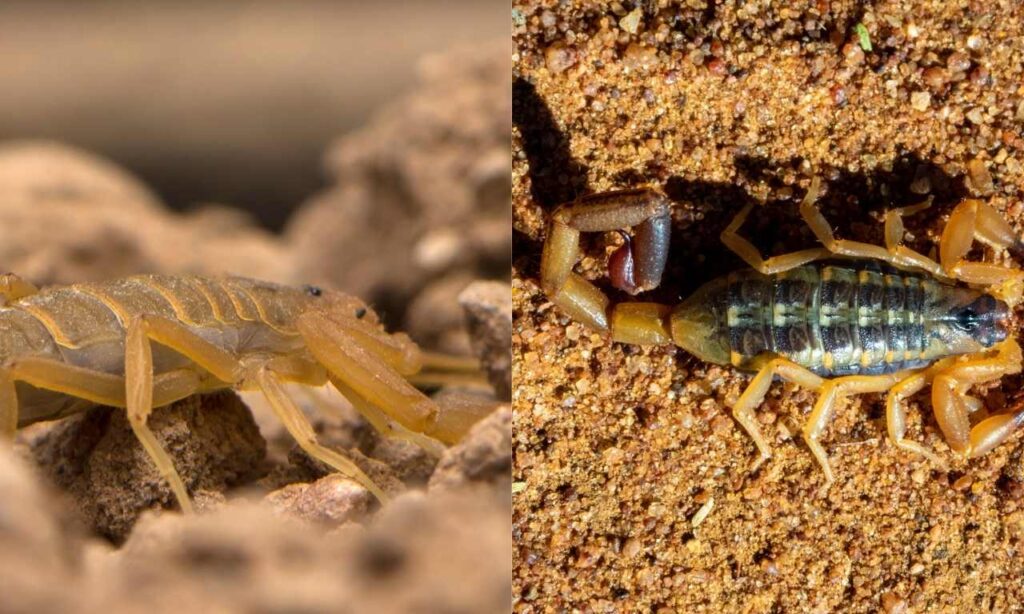 Arizona Bark Scorpion Vs Striped Bark Scorpion