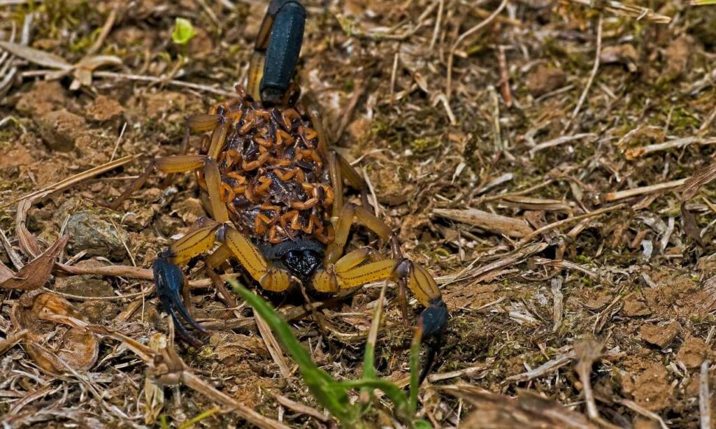 Scorpion With Baby