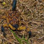 Scorpion With Baby