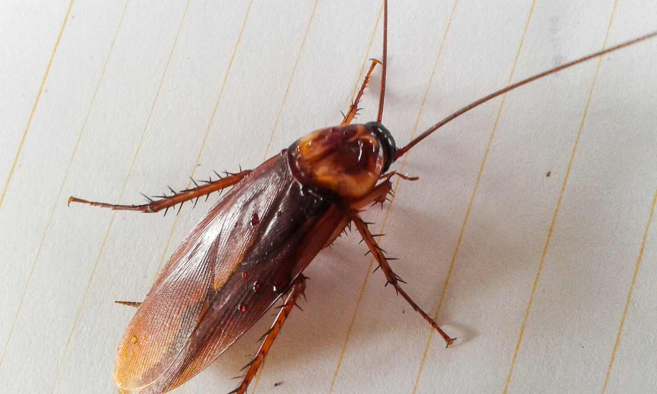 Can A Cockroach Hurt You