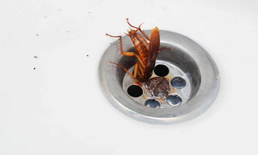 Cockroach in drain