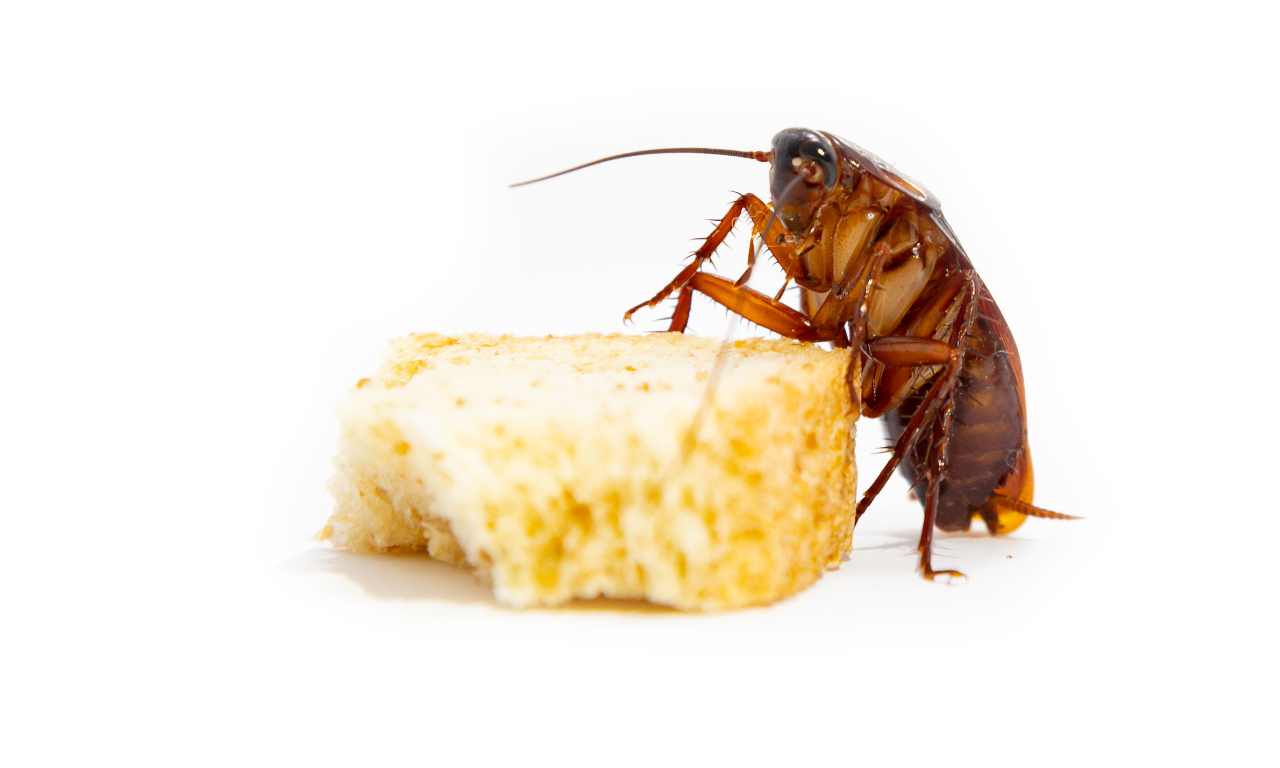 Why Cockroach Is Omnivorous
