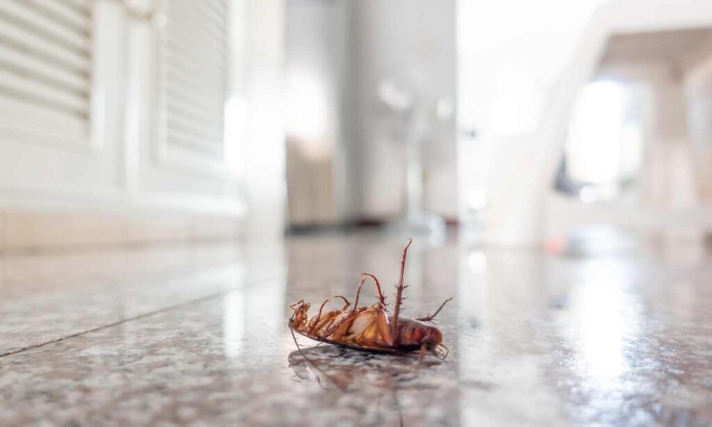 Why Do Cockroaches Randomly Die