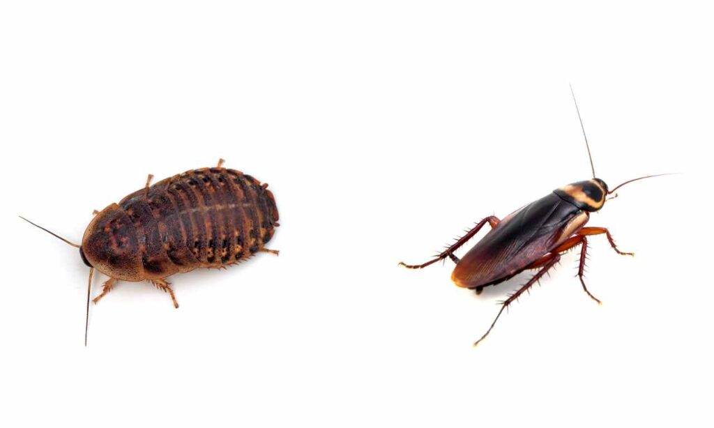 Wood roach vs cockroach