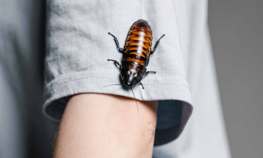 can cockroach cut through clothes
