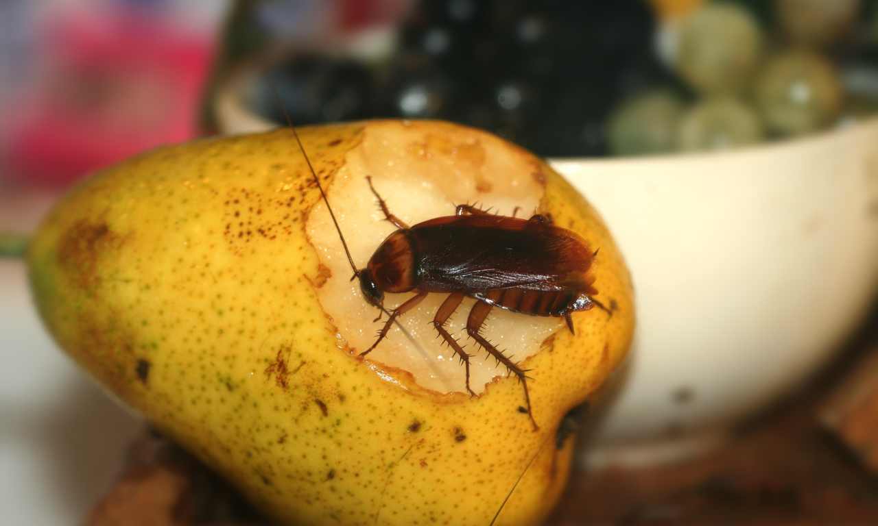 cockroach contaminates food