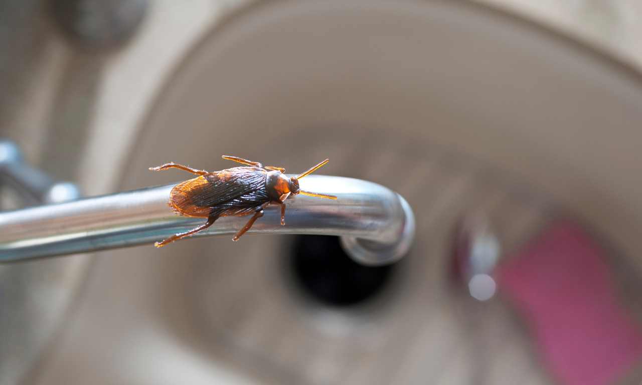 cockroach in kitchen