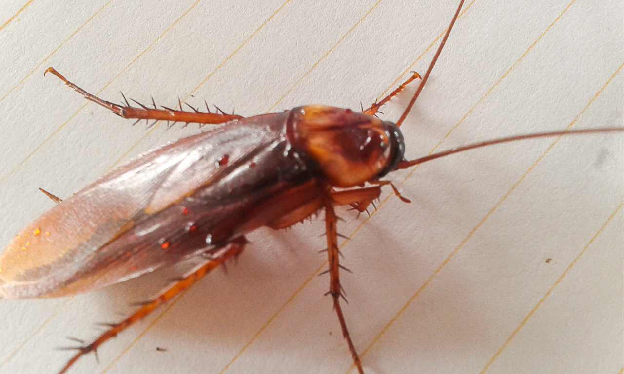 cockroach inside ear found