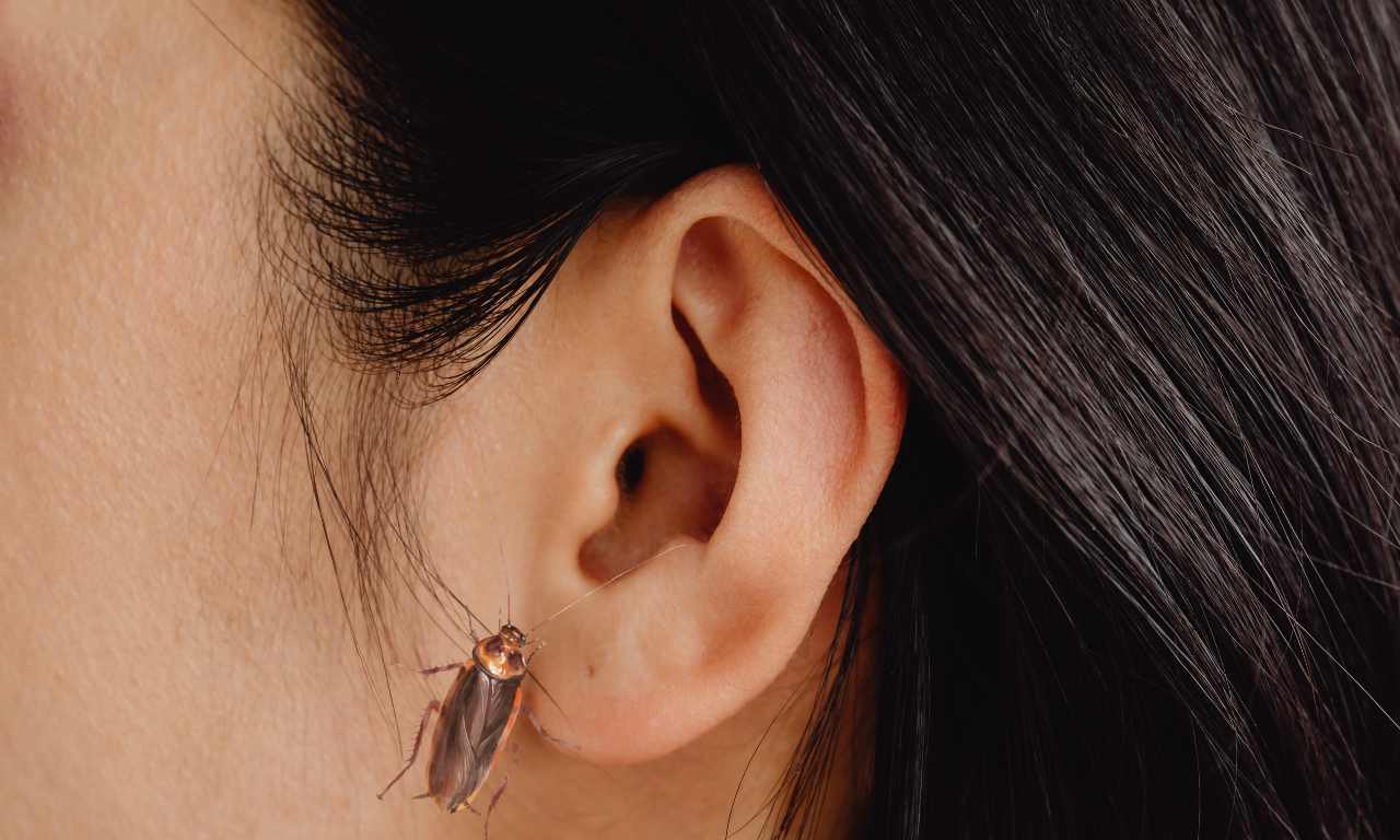 cockroach inside ear