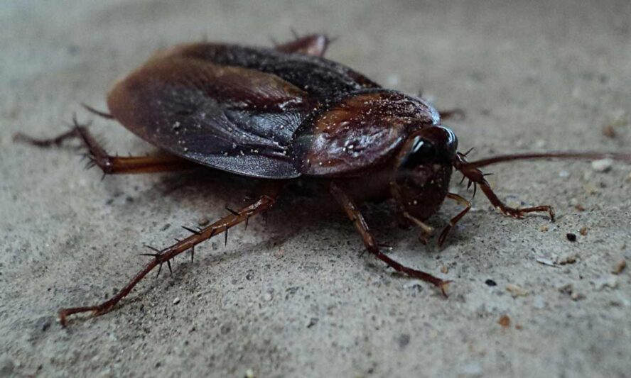 Why Cockroach Are Important?