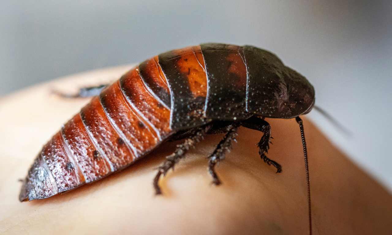 cockroach touches you