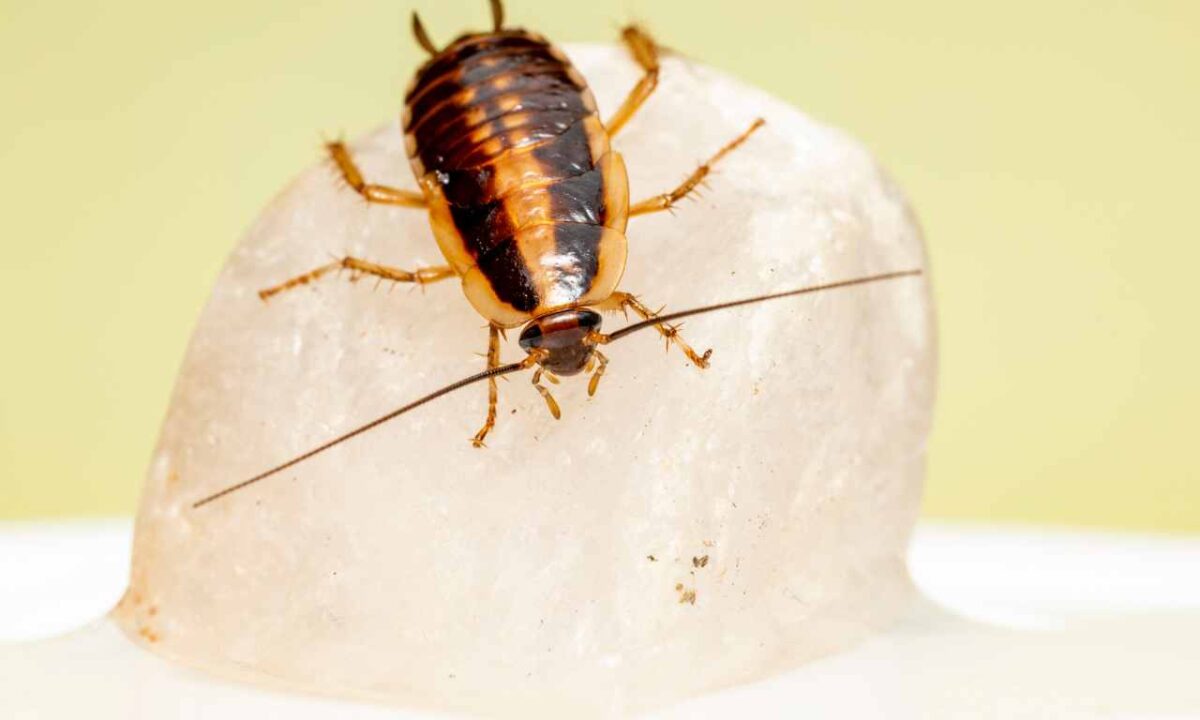 Which Cockroach Is The Most Dangerous?