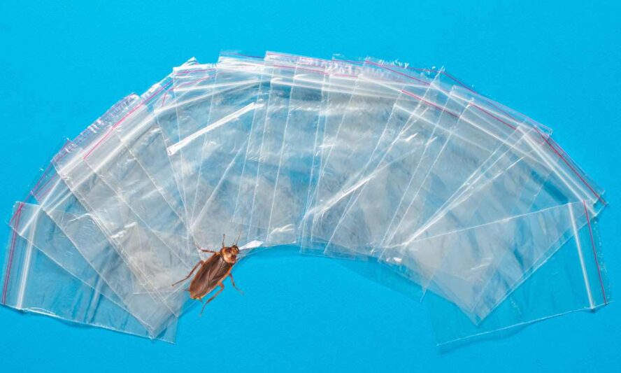 Do Cockroaches Eat Plastic?