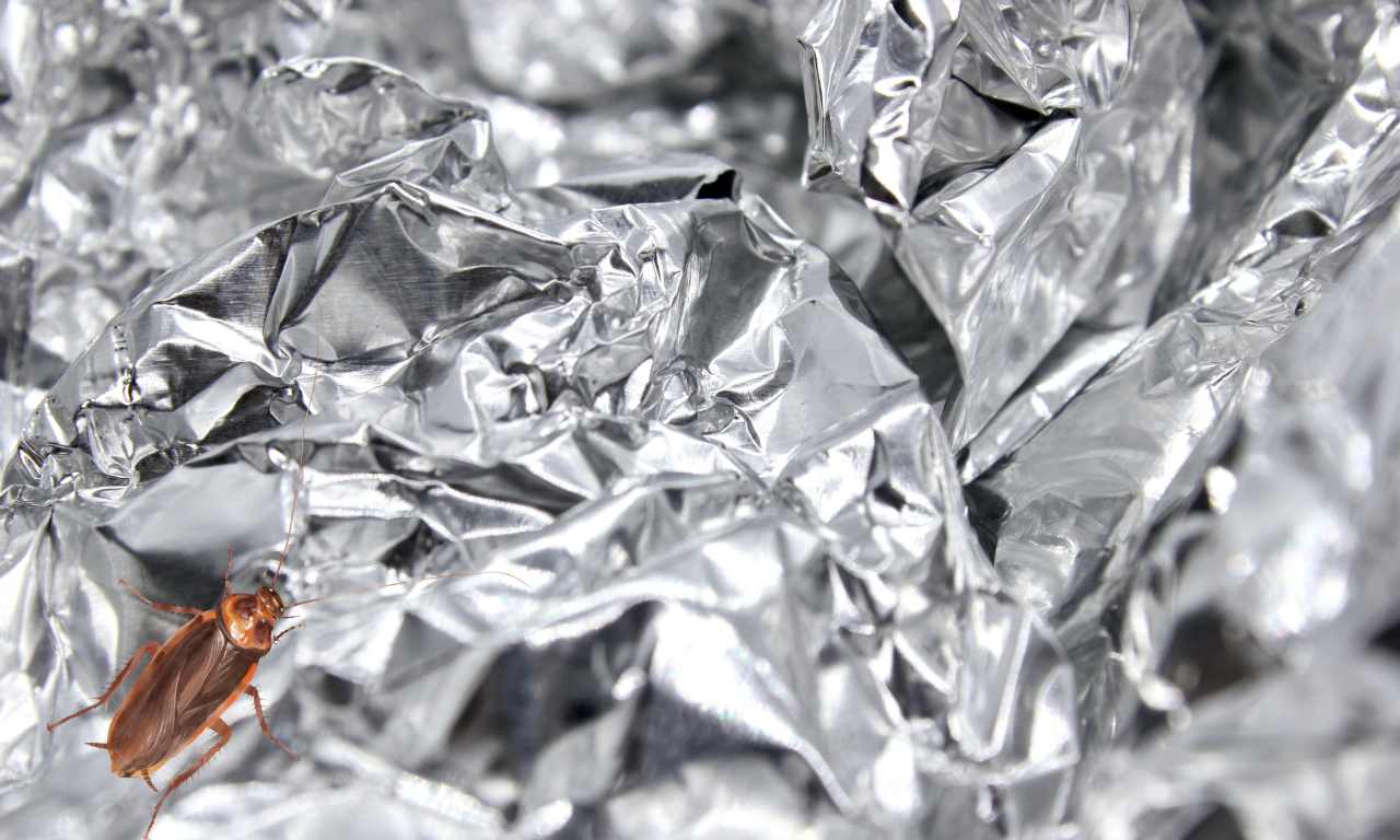 Can Roaches Eat Through Aluminium Foil