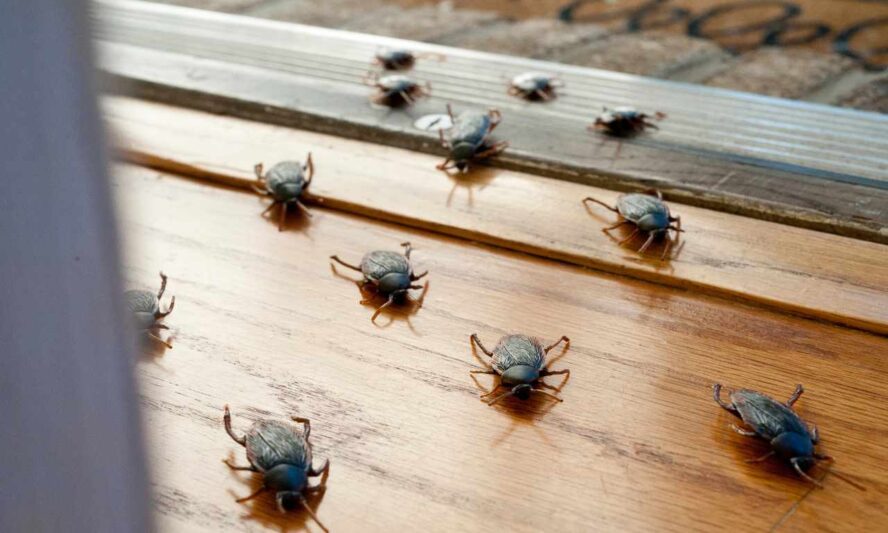 Can Roaches Follow You When You Move