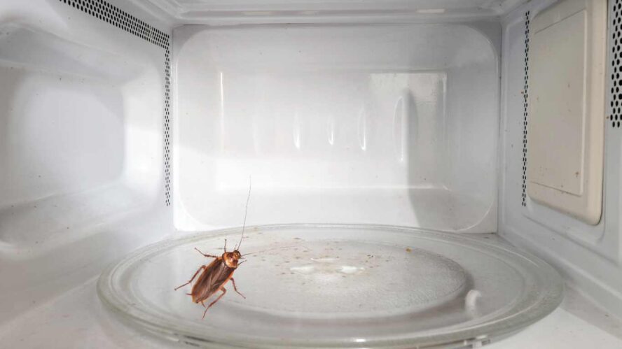 Cockroach in microwave