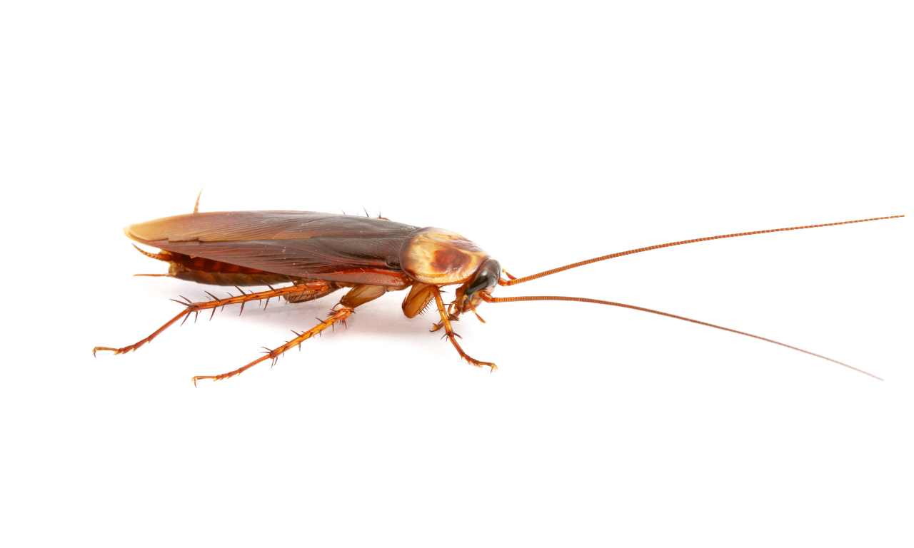 How Cockroach Breathe