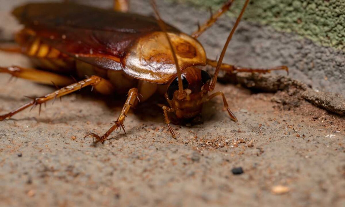 How To Know If Roaches Are In Walls?