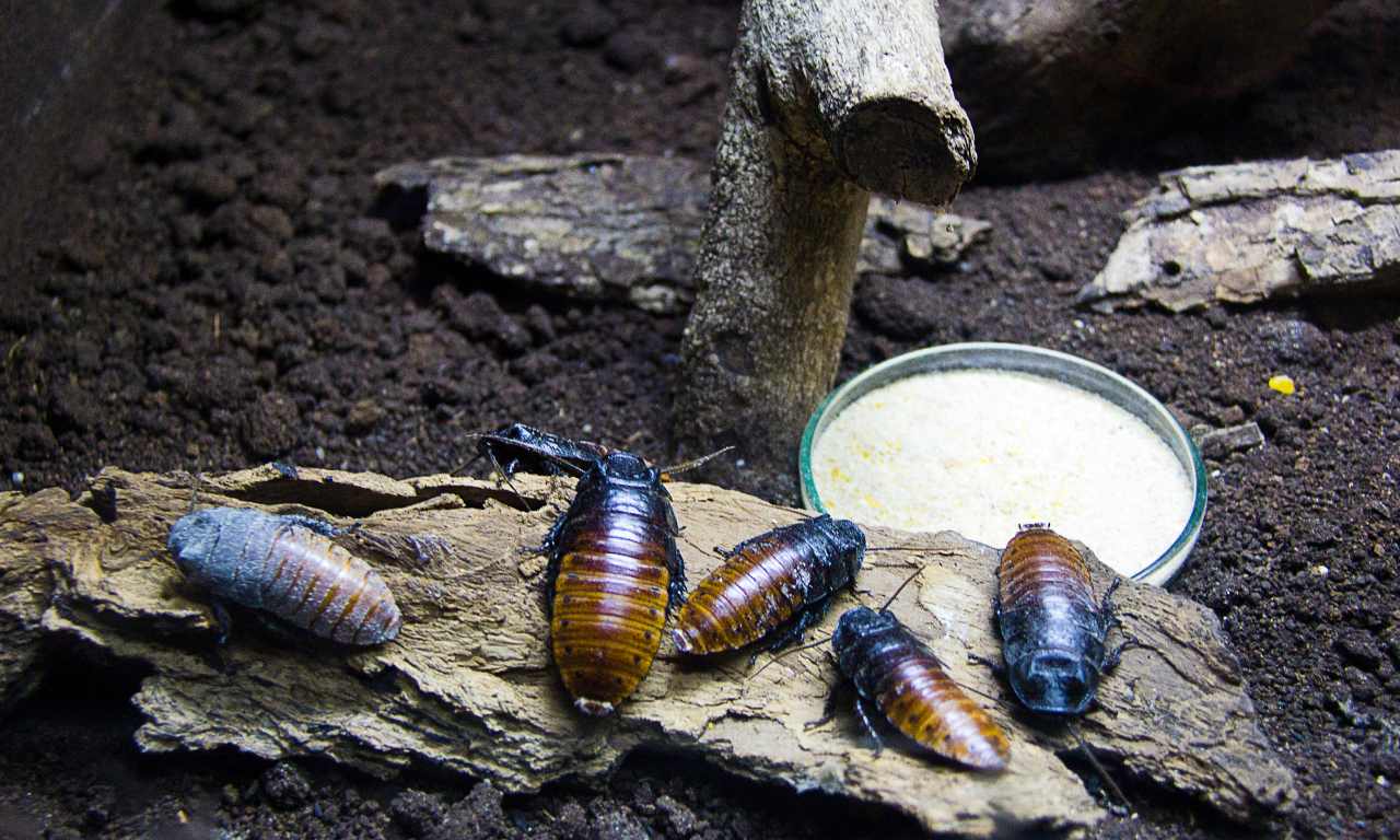 What Will Happen If Cockroach Go Extinct