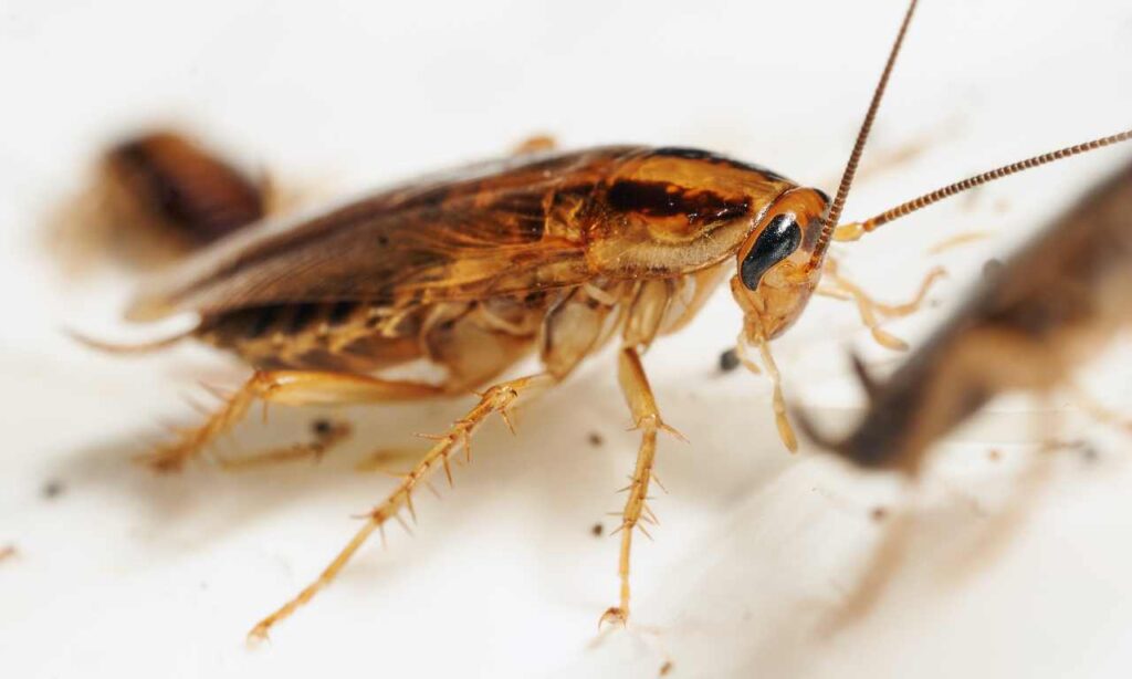 Will Cockroaches Ever Go Extinct?