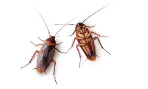 cannibalism in cockroach | Pest Removal Warrior